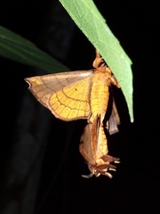 Apatelodidae