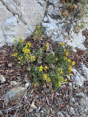 Ericameria cuneata cuneata
