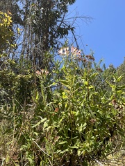 Alstroemeria pulchra