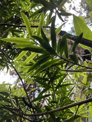 Podocarpus oleifolius