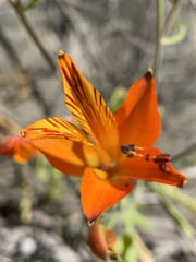 Alstroemeria ligtu