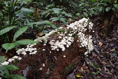 Favolus brasiliensis