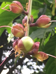 Barringtonia curranii