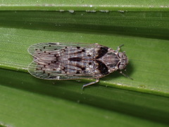 Melanoliarus aridus