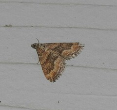 Perizoma custodiata