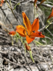 Alstroemeria ligtu