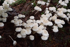 Favolus brasiliensis