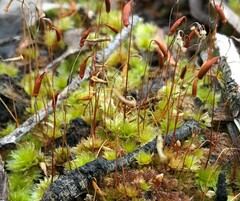 Rosulabryum