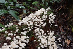 Favolus brasiliensis