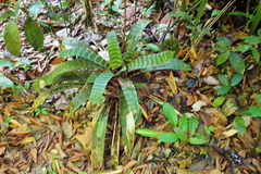 Lutheria splendens