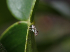 Diaphorina citri