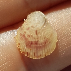 Mimachlamys varia