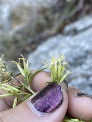 Brickellia longifolia multiflora