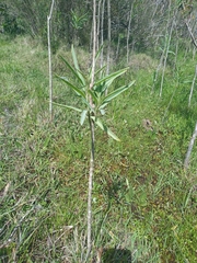 Solanum glaucophyllum