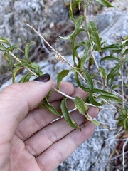 Brickellia longifolia multiflora