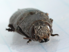 Dicerca lurida