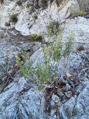 Brickellia longifolia multiflora