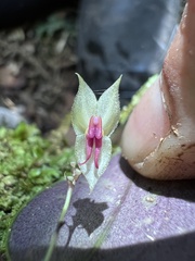 Lepanthes