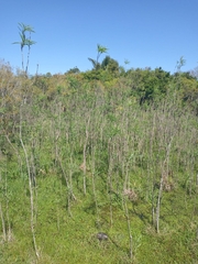 Solanum glaucophyllum