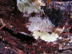 Tomentellopsis echinospora