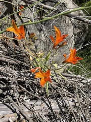Alstroemeria ligtu