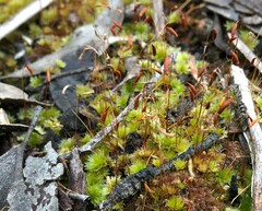 Rosulabryum