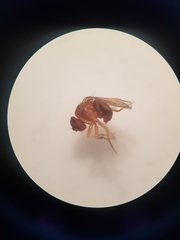 Drosophila