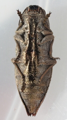 Dicerca lurida
