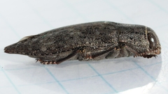 Dicerca lurida