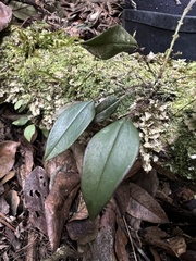 Lepanthes