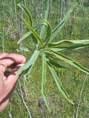 Solanum glaucophyllum