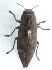 Dicerca lurida