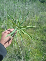 Solanum glaucophyllum