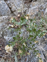 Hazardia squarrosa obtusa