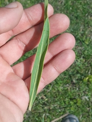 Solanum glaucophyllum