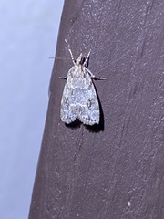 Scoparia basalis