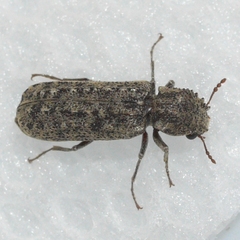 Lichenophanes bicornis