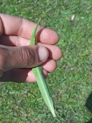 Solanum glaucophyllum