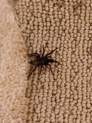 Castianeira descripta