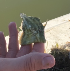 Monacanthus ciliatus