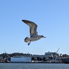 Larus delawarensis
