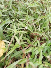 Murdannia keisak