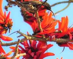 Chalcomitra senegalensis gutturalis