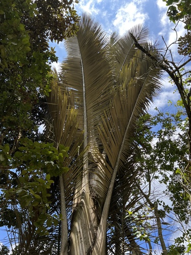 Ceroxylon quindiuense