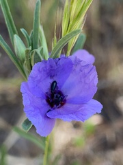 Clarkia tenella