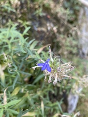 Palmerella debilis serrata