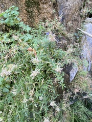 Palmerella debilis serrata