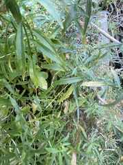 Palmerella debilis serrata