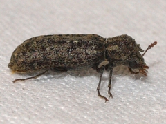 Lichenophanes bicornis