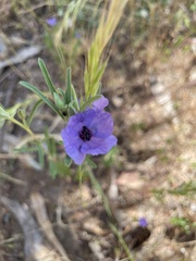 Clarkia tenella